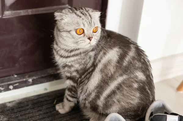 Belo gato escocês de orelhas lop cinza caminha em torno de uma porta enquanto estuda sua nova habitação. O conceito de bem-estar animal e cuidados para gatos pedigree . — Fotografia de Stock