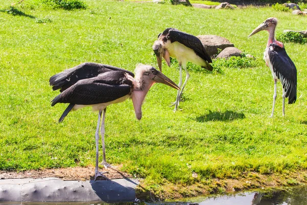 Des oiseaux africains. Cigogne Marabou en été — Photo