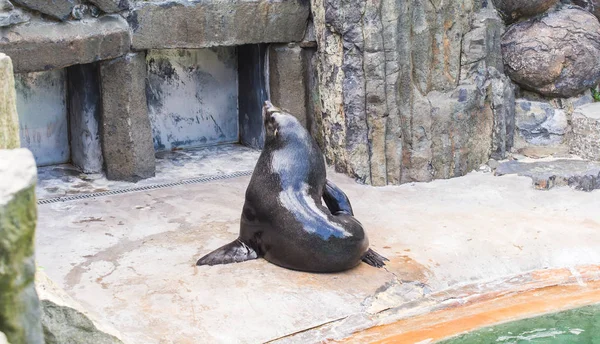 Sevimli kürk mühür güneşli sıcak bir günde hayvanat bahçesinde dinlenir. Hayvanat bahçesinde ve esaret altında hayvan yaşamı kavramı.