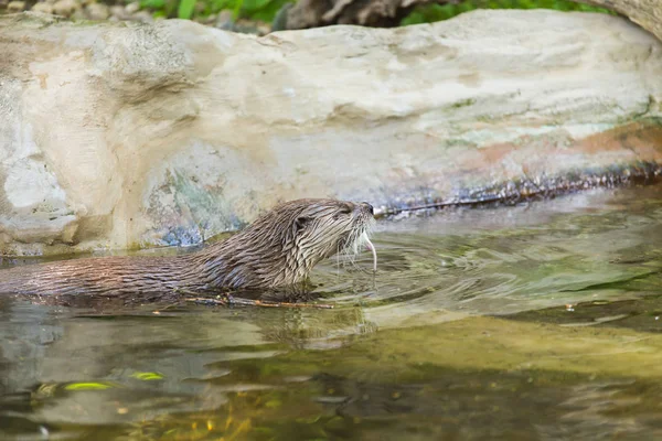 Vista lateral de una nutria húmeda divertida sostiene un ratón y nada en un lugar aislado. Concepto de vida de los animales depredadores y de la cadena alimentaria en el sistema ecológico. Conceptos de protección animal . — Foto de Stock