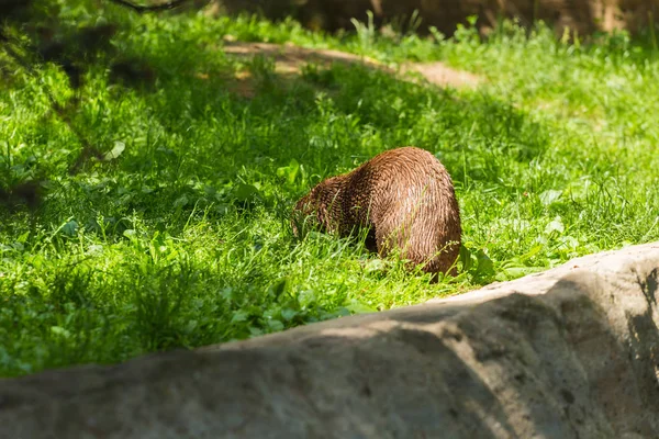 Nutria húmeda ágil. Concepto de animales depredadores y vida en la naturaleza. Concepto de protección animal . — Foto de Stock