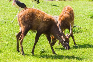 Çayırda karacalar. Hayvanat bahçesi, vahşi hayvanlar ve memeli kavramı