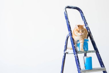 Onarım, duvar boyama, kedi merdiven üzerinde oturur. Kopya alanı ile komik resim