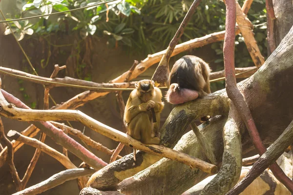 Divertidos monos aburridos sentados en las ramas de un árbol en expansión y aburridos en un día soleado y cálido de verano. Concepto de vida animal en un zoológico y en cautiverio. Concepto de protección animal . —  Fotos de Stock