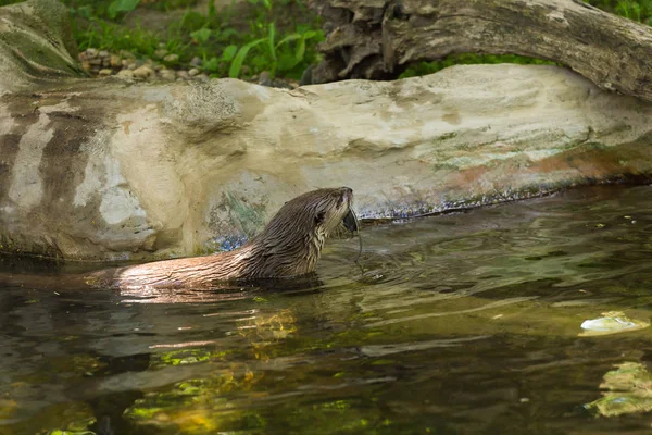 Die Seitenansicht eines nassen flinken Fischotters schwimmt auf einem Fluss mit malerischem Blick und einer Maus auf den Zähnen. Konzept der Raubtiere und des Lebens im Reservat. — Stockfoto