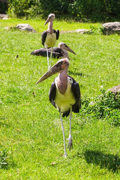 African birds. Stork Marabou in the summertime — Stock Photo, Image