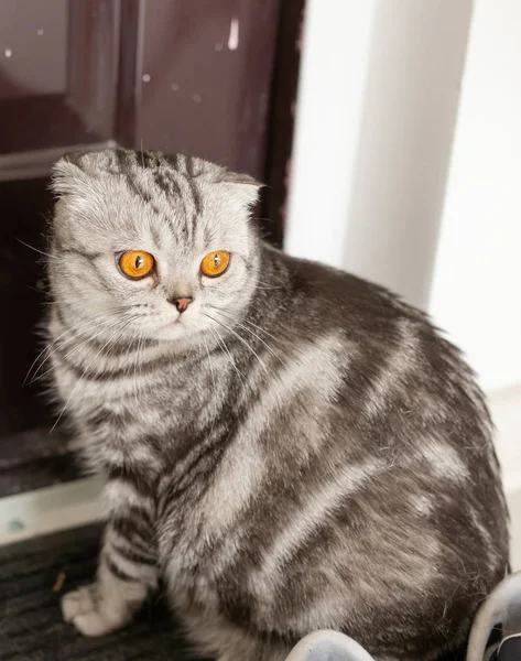 美しい灰色のロップ耳のスコットランドの猫は、新しい住宅を研究しながら、ドアの周りを歩きます。動物福祉と血統猫の世話の概念. — ストック写真