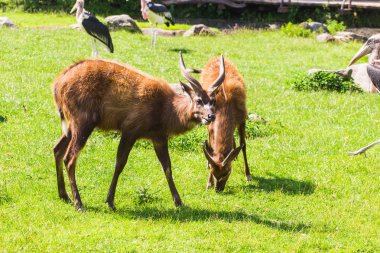 Çayırda karacalar. Hayvanat bahçesi, vahşi hayvanlar ve memeli kavramı