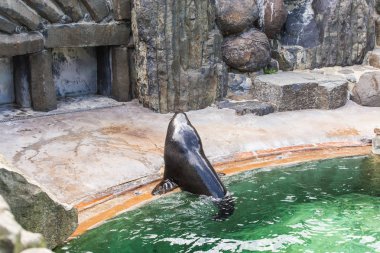 Sevimli kürk mühür güneşli sıcak bir günde hayvanat bahçesinde dinlenir. Hayvanat bahçesinde ve esaret altında hayvan yaşamı kavramı.