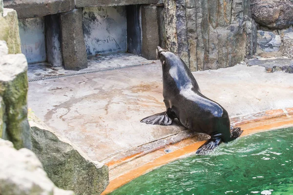 Linda foca de piel descansa en el zoológico en un día soleado y cálido. Concepto de vida animal en un zoológico y en cautiverio . — Foto de Stock