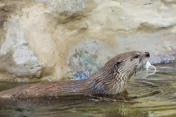 Vista lateral de una nutria húmeda divertida sostiene un ratón y nada en un lugar aislado. Concepto de vida de los animales depredadores y de la cadena alimentaria en el sistema ecológico. Conceptos de protección animal . — Foto de Stock