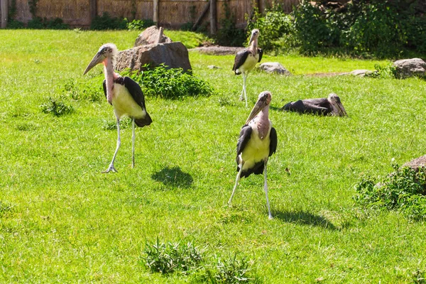 Afrikaanse vogels. Stork Marabou in de zomer — Stockfoto