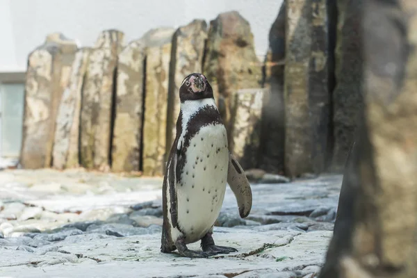 Lindo pingüino africano caminando en el zoológico. Concepto de vida animal en un zoológico. Protección de animales . — Foto de Stock
