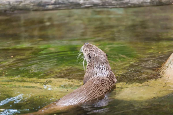 Vista trasera de una nutria húmeda divertida sostiene un ratón y nada en un lugar aislado. Concepto de vida de los animales depredadores y de la cadena alimentaria en el sistema ecológico. Conceptos de protección animal . — Foto de Stock