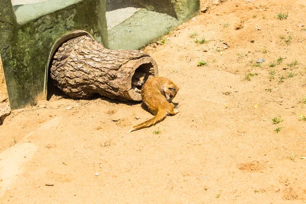 Belle mangouste jaune marche sur un sol sablonneux par une journée d'été ensoleillée au zoo. Concept de vie animale dans le parc de la réserve. Concept de protection animale . — Photo