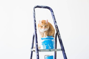 Onarım, duvar boyama, kedi merdiven üzerinde oturur. Komik resim