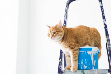 Onarım, duvar boyama, kedi merdiven üzerinde oturur. Komik resim