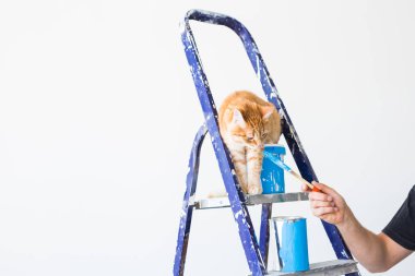 Onarım, duvar boyama, kedi merdiven üzerinde oturur. Kopya alanı ile komik resim