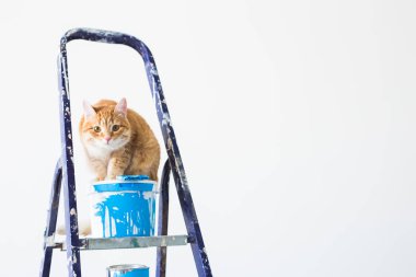 Onarım, duvar boyama, kedi merdiven üzerinde oturur. Kopya alanı ile komik resim