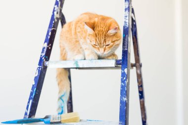 Onarım, duvar boyama, kedi merdiven üzerinde oturur. Komik resim