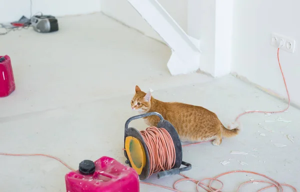 Реконструкция, ремонт и концепция домашних животных - Симпатичная имбирная кошка, сидящая на полу во время ремонта — стоковое фото