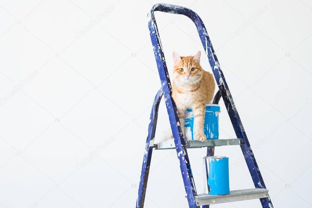 Repair, painting the walls, the cat sits on the stepladder. Funny picture with copy space