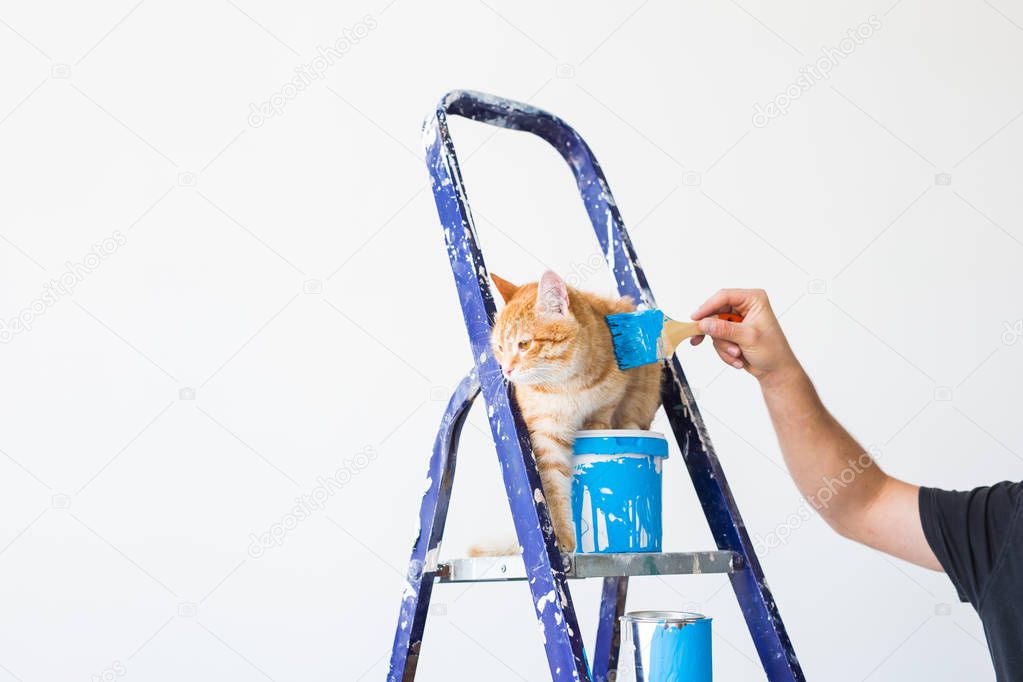 Repair, painting the walls, the cat sits on the stepladder. Funny picture