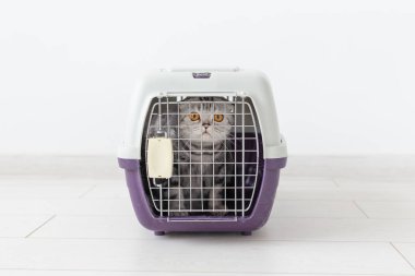 kedi ile seyahat - beyaz arka plan üzerinde bir taşıma kutusunda gri İskoç kat kedi