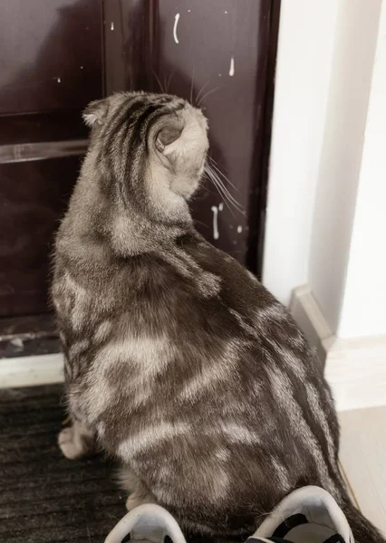 Beautiful gray lop-eared scottish cat walks around a door while studying its new housing. The concept of animal welfare and care for pedigree cats. — Stock Photo, Image