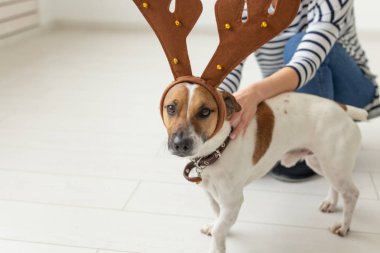 Pet, eğlenceli, noel ve insan kavramı - genç kadın komik jack russell terrier ile oynarken, bir boynuz içinde