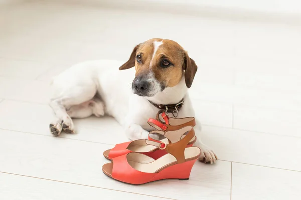 Kleine schattige hond Jack Russell Terriër ligt duidelijk naast zijn mistresss rode schoenen. Het concept van trouwe huisdieren dieren. — Stockfoto