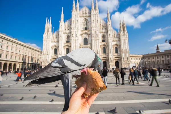 Travel, Italia e concetto di uccelli - Nutrire piccioni funy dalla mano davanti al Duomo di Milano . — Foto Stock
