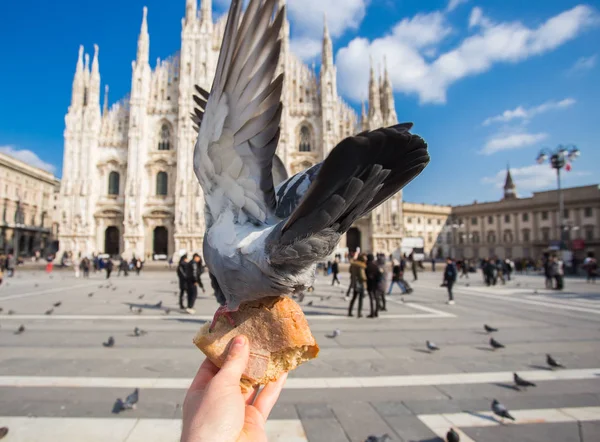 Travel, Italia e concetto di uccelli - Nutrire piccioni funy dalla mano davanti al Duomo di Milano . — Foto Stock