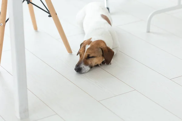 Mascota, concepto de perro - Triste Jack Russel perro acostado debajo de la silla — Foto de Stock