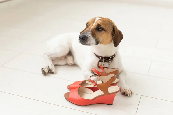 Pequeño perro lindo Jack Russell Terrier se encuentra tristemente al lado de sus zapatos rojos mistresss. El concepto de animales de compañía leales . — Foto de Stock