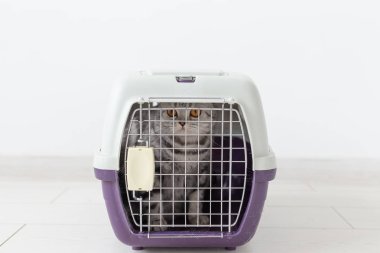 Evcil hayvan ile seyahat - Bir taşıyıcı kutu içinde Gri İskoç kat kedi.