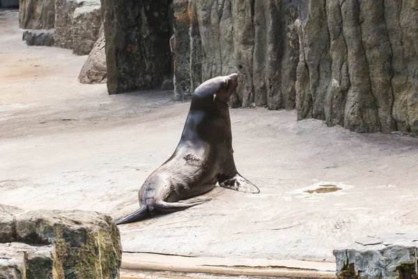 Linda foca de piel en el zoológico. Concepto de vida animal en las reservas naturales y naturales. Protección medioambiental . — Foto de Stock