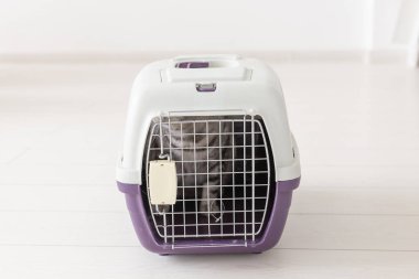 Evcil hayvan ile seyahat - Bir taşıyıcı kutu içinde Gri İskoç kat kedi.