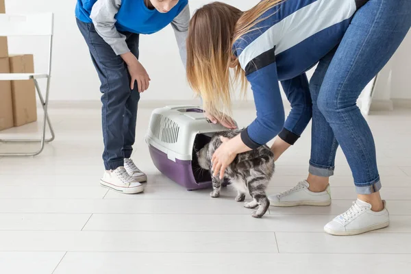 İnce genç anne ve küçük oğlu oturma odasında yeni daire içine onların güzel gri Iskoç Fold kedi başlatmak. Ev Isıtma ile gelenek kavramı. — Stok fotoğraf