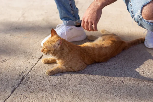 애완 동물과 동물 개념 - 잘 생긴 젊은 남자는 야외에서 귀여운 빨간 고양이와 함께 재생, 클로즈업 — 스톡 사진