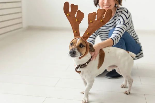 Pet, fun, christmas and people concept - young woman playing with funny jack Russell terrier, it in a antler — стоковое фото