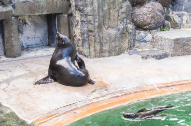 Sevimli kürk mühür güneşli sıcak bir günde hayvanat bahçesinde dinlenir. Hayvanat bahçesinde ve esaret altında hayvan yaşamı kavramı.