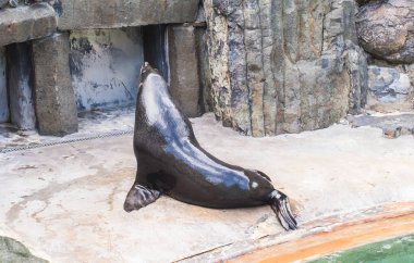 Sevimli kürk mühür güneşli sıcak bir günde hayvanat bahçesinde dinlenir. Hayvanat bahçesinde ve esaret altında hayvan yaşamı kavramı.