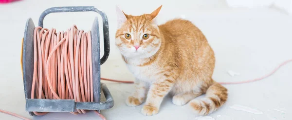 Renovación, reparación y concepto de mascota - Lindo gato jengibre sentado en el suelo durante la redecoración — Foto de Stock