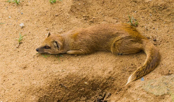 Unavený malý žlutý mungo leží na písčité hliněné půdě a odpočívá. Koncept nudících zvířat v zoo. Život v zajetí. — Stock fotografie