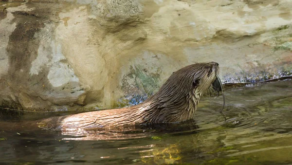Side view of a wet nimble otter is floating on a river with a picturesque view with a mouse in her teeth. Concept of predatory animals and life in the reserve.
