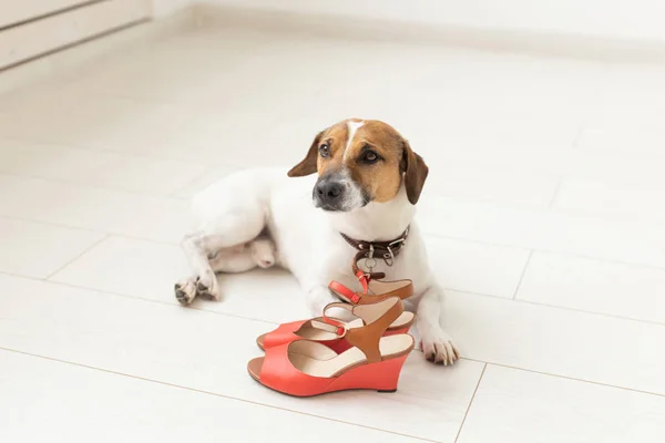 Pequeño perro lindo Jack Russell Terrier se encuentra tristemente al lado de sus zapatos rojos mistresss. El concepto de animales de compañía leales . — Foto de Stock