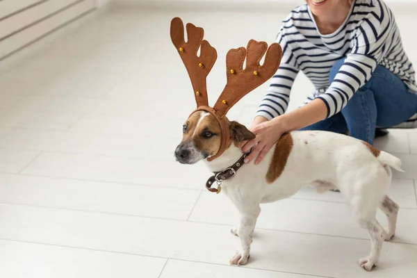Mascotas, diversión, Navidad y el concepto de la gente - mujer joven jugando con el gato divertido russell terrier, en una astas — Foto de Stock