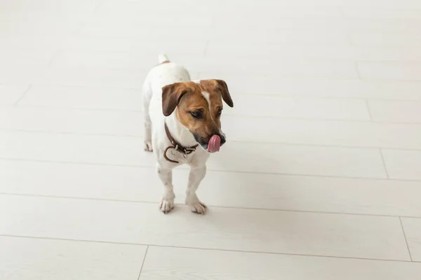 Jack Russell Terrier, estudio, concepto de mascota - un gato perro russell sobre el fondo blanco — Foto de Stock