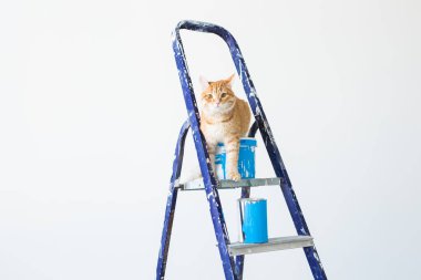 Onarım, duvar boyama, kedi merdiven üzerinde oturur. Kopya alanı ile komik resim